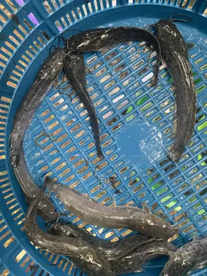 Catfish Fingerlings