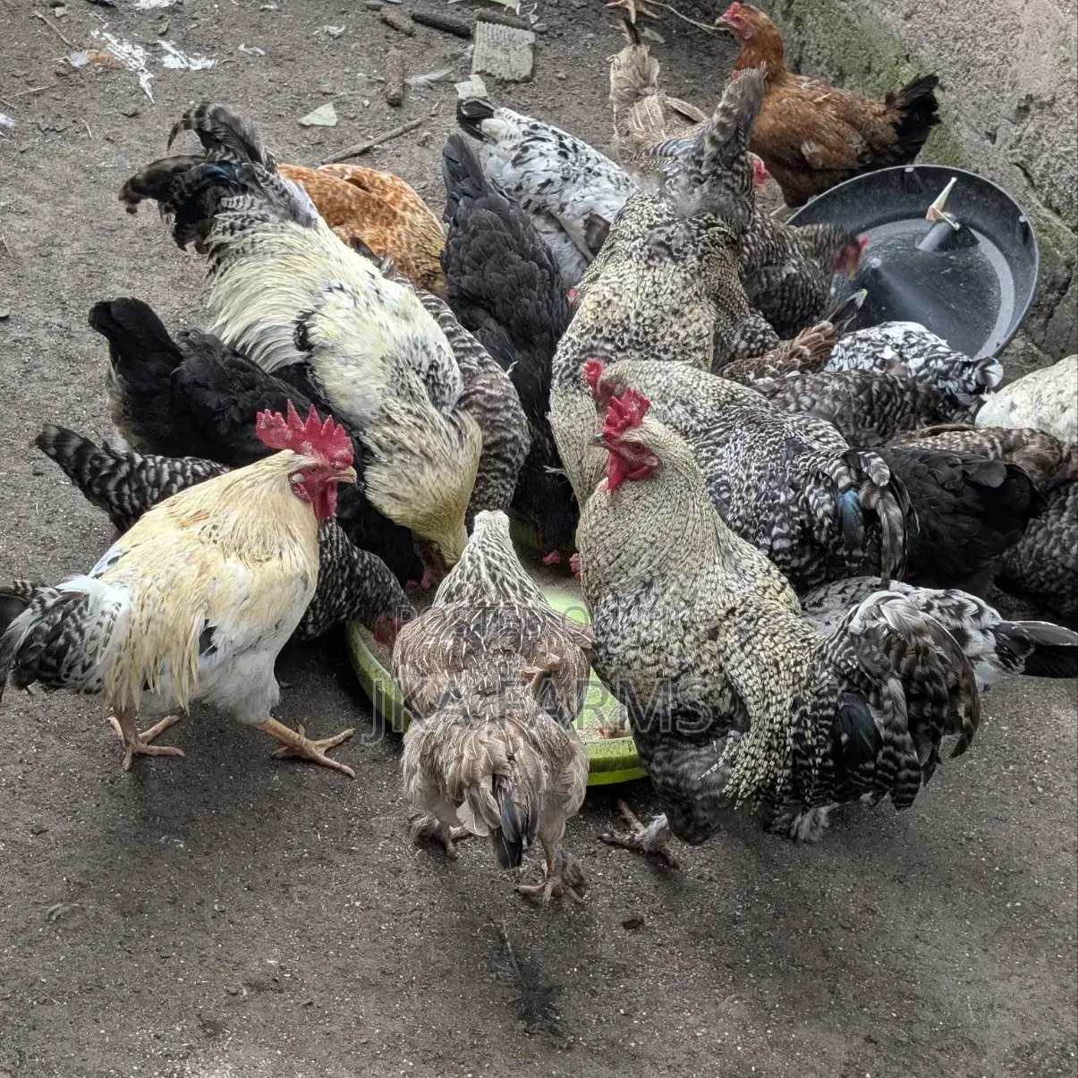 Healthy Chickens for Sale