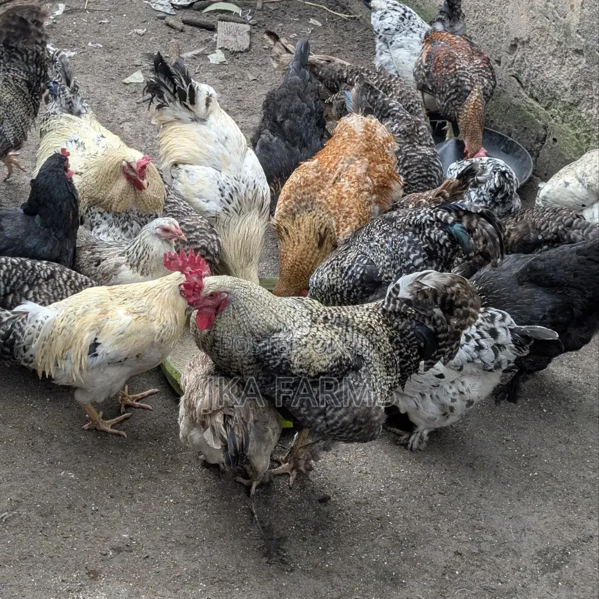 Healthy Chickens for Sale