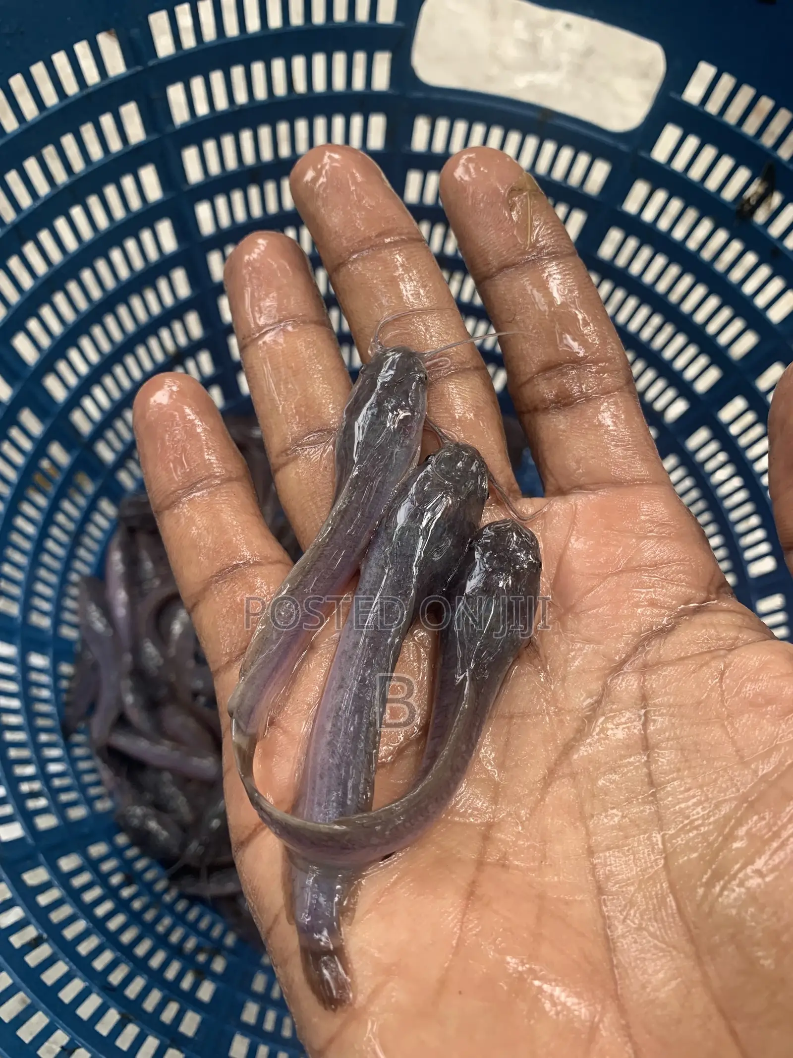 Catfish Fingerlings