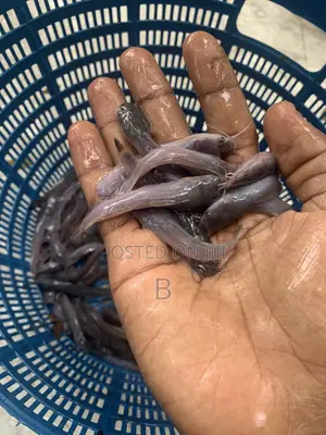 Catfish Fingerlings