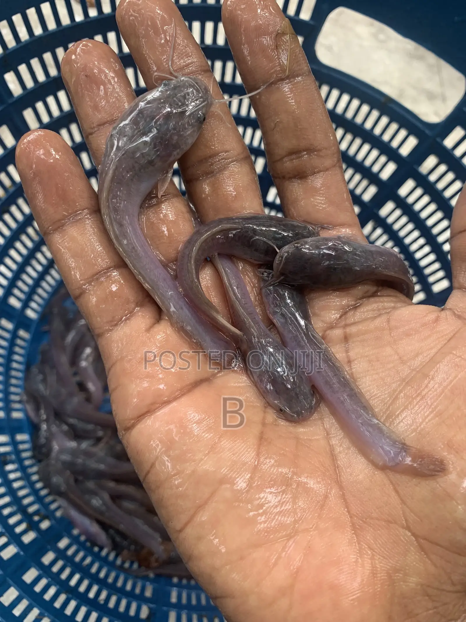 Catfish Fingerlings