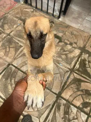 1+ year Female Mixed Breed German Shepherd