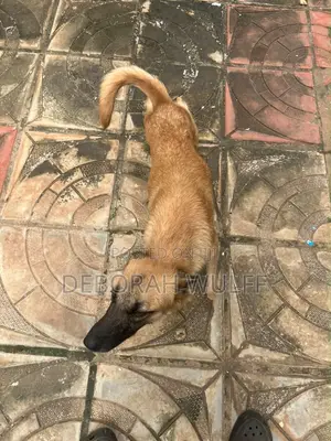 1+ year Female Mixed Breed German Shepherd