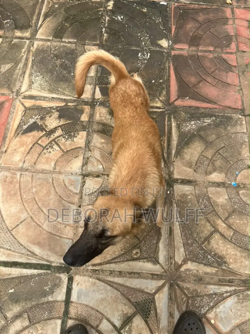 1+ year Female Mixed Breed German Shepherd