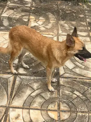 1+ year Female Mixed Breed German Shepherd
