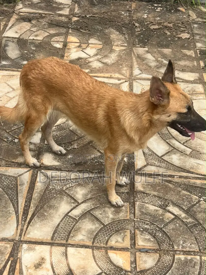 1+ year Female Mixed Breed German Shepherd