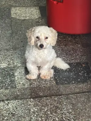 6-12 months Male Mixed Breed Poodle