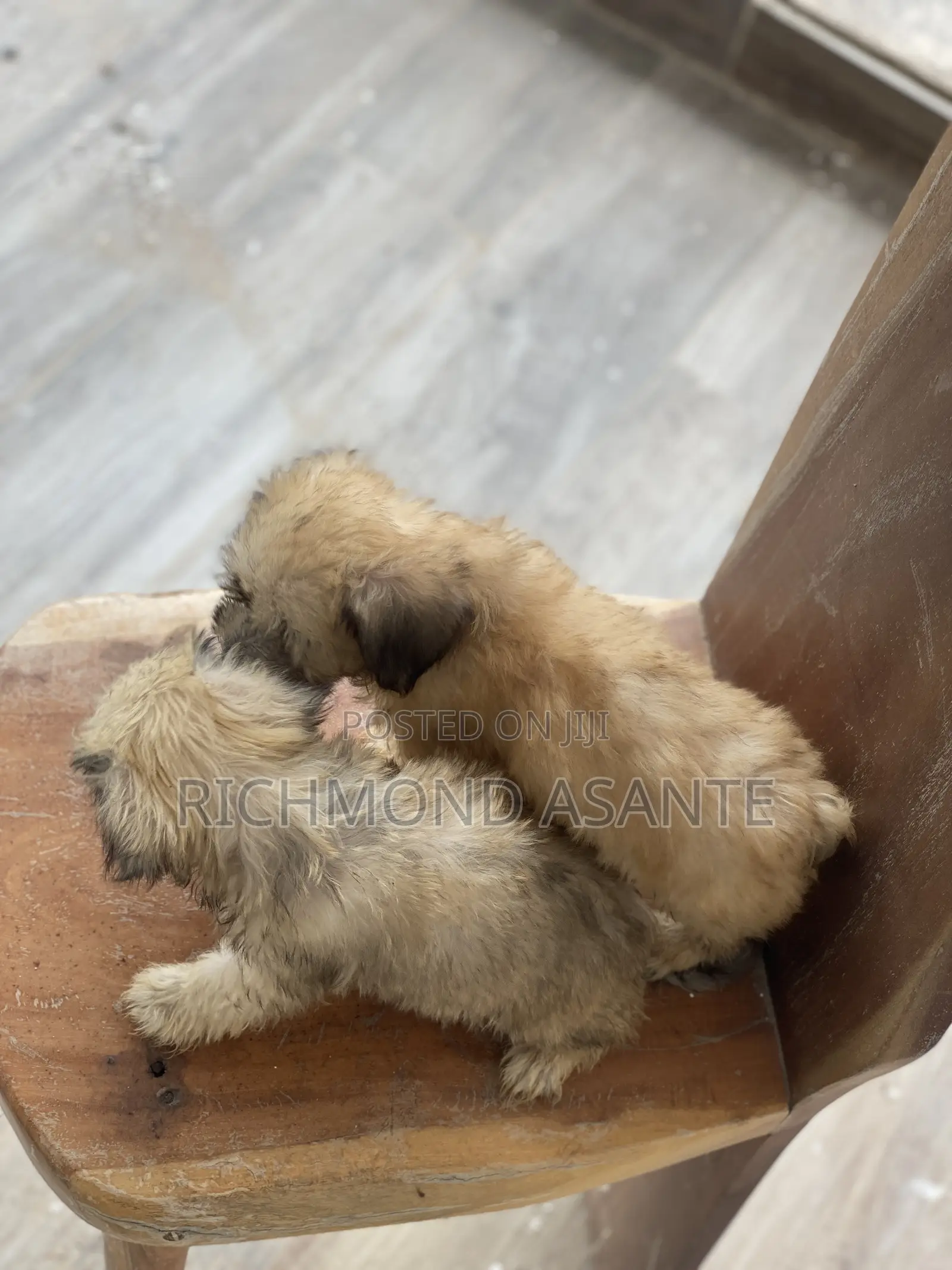 1-3 months Female Purebred Poodle