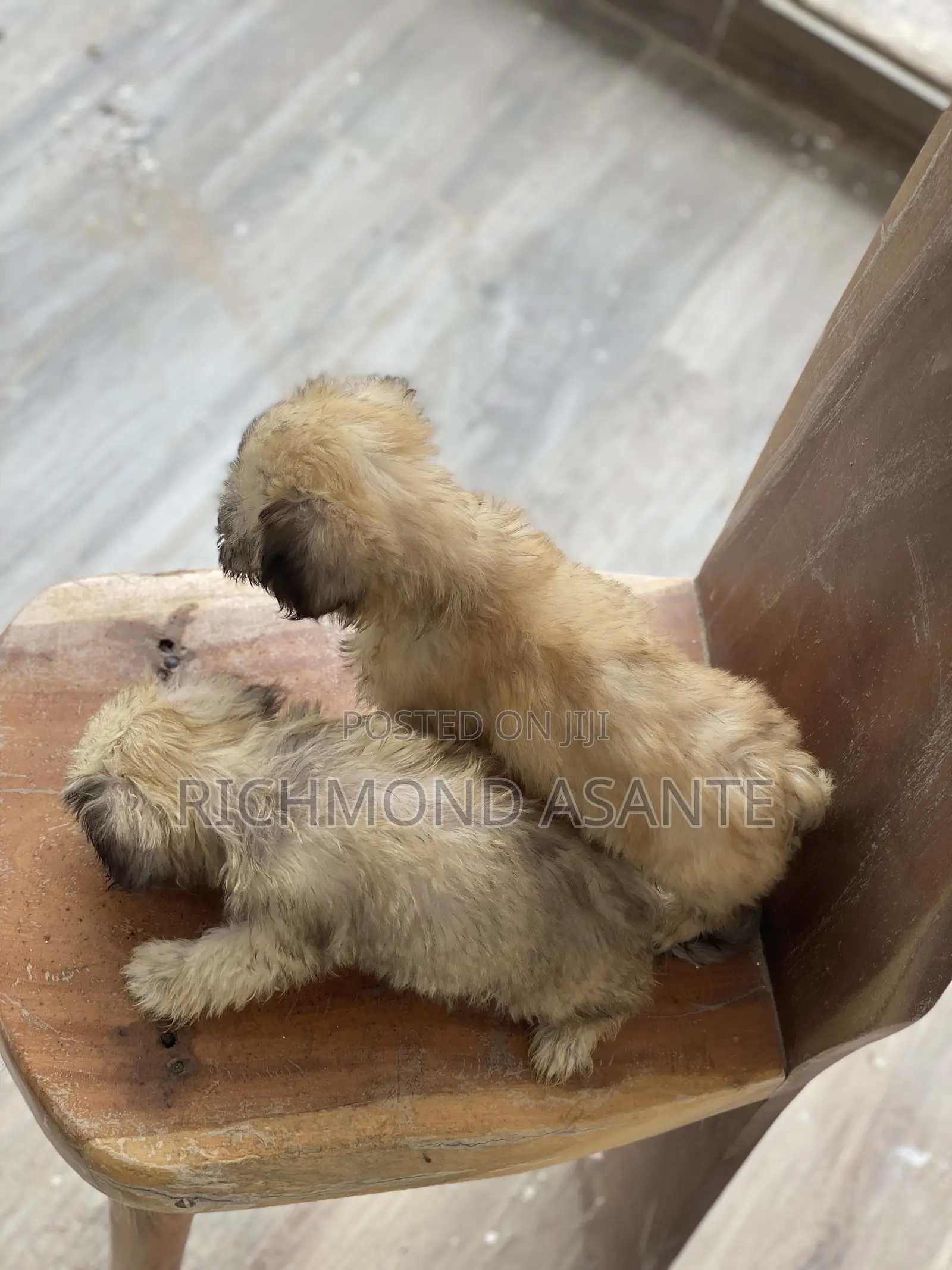 1-3 months Female Purebred Poodle