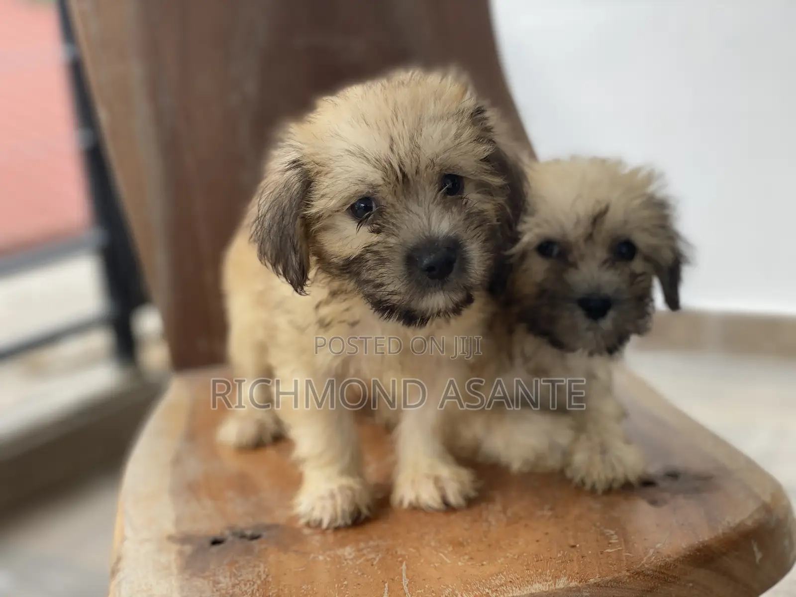 1-3 months Female Purebred Poodle