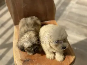 1-3 months Female Purebred Poodle