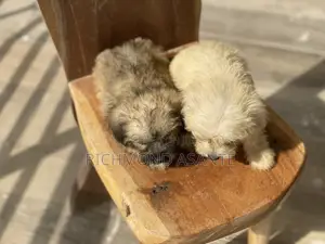 1-3 months Female Purebred Poodle