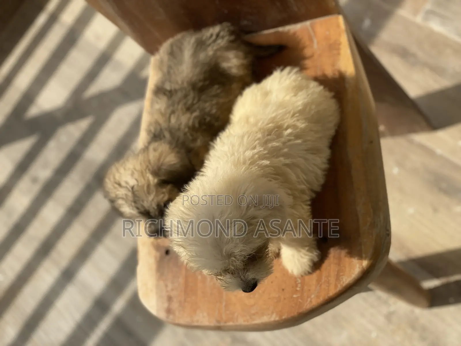 1-3 months Female Purebred Poodle