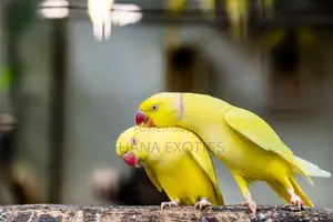 Lutino Indian Ringneck Pair