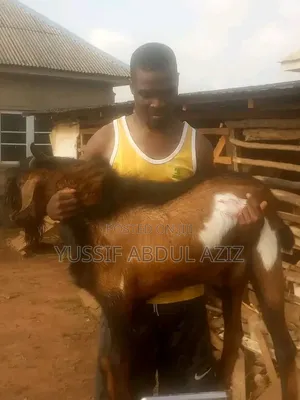 Goat Is for Sale
