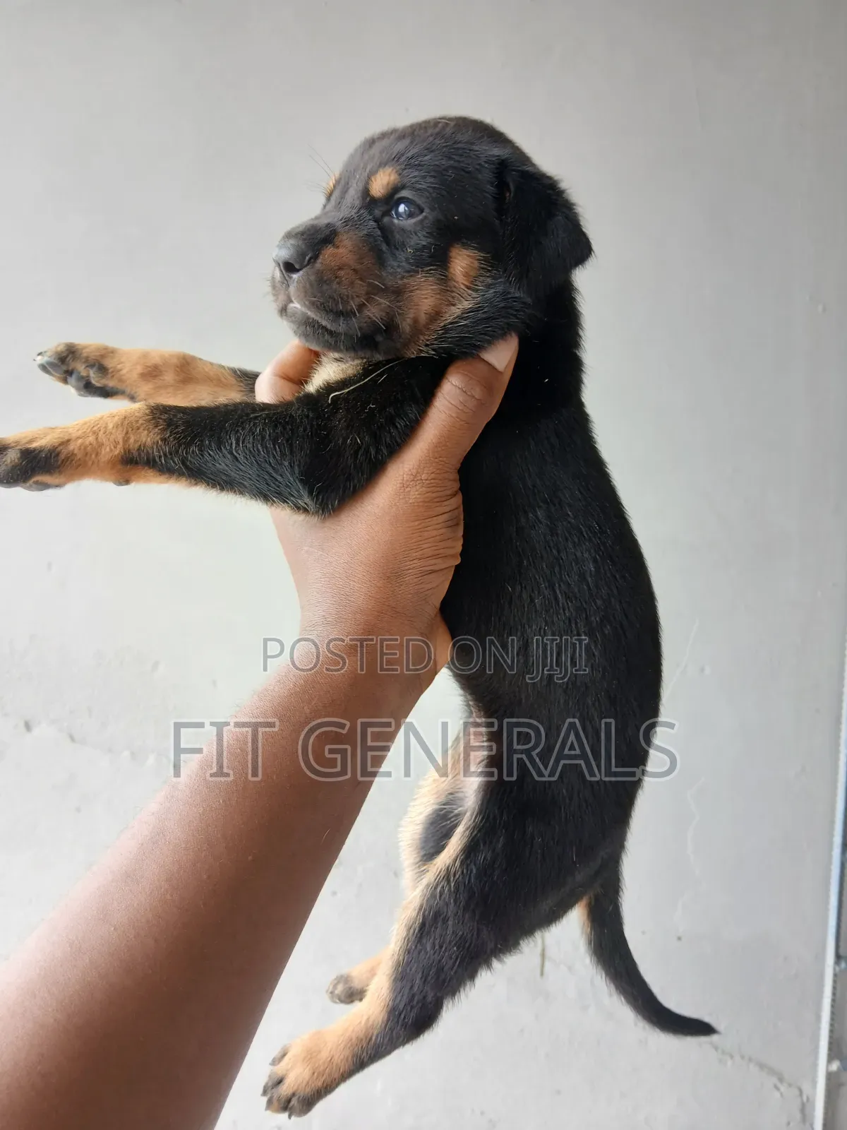 1-3 months Female Purebred Doberman Pinscher