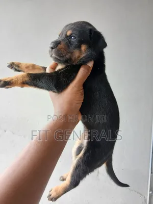 1-3 months Female Purebred Doberman Pinscher
