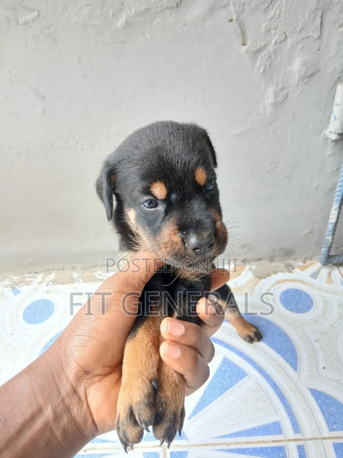 1-3 months Female Purebred Doberman Pinscher
