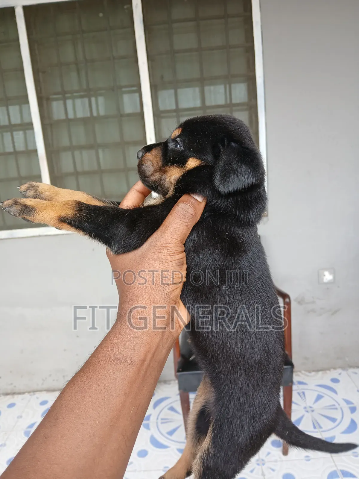 1-3 months Female Purebred Doberman Pinscher