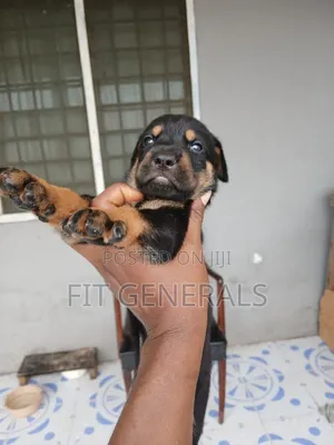 1-3 months Female Purebred Doberman Pinscher