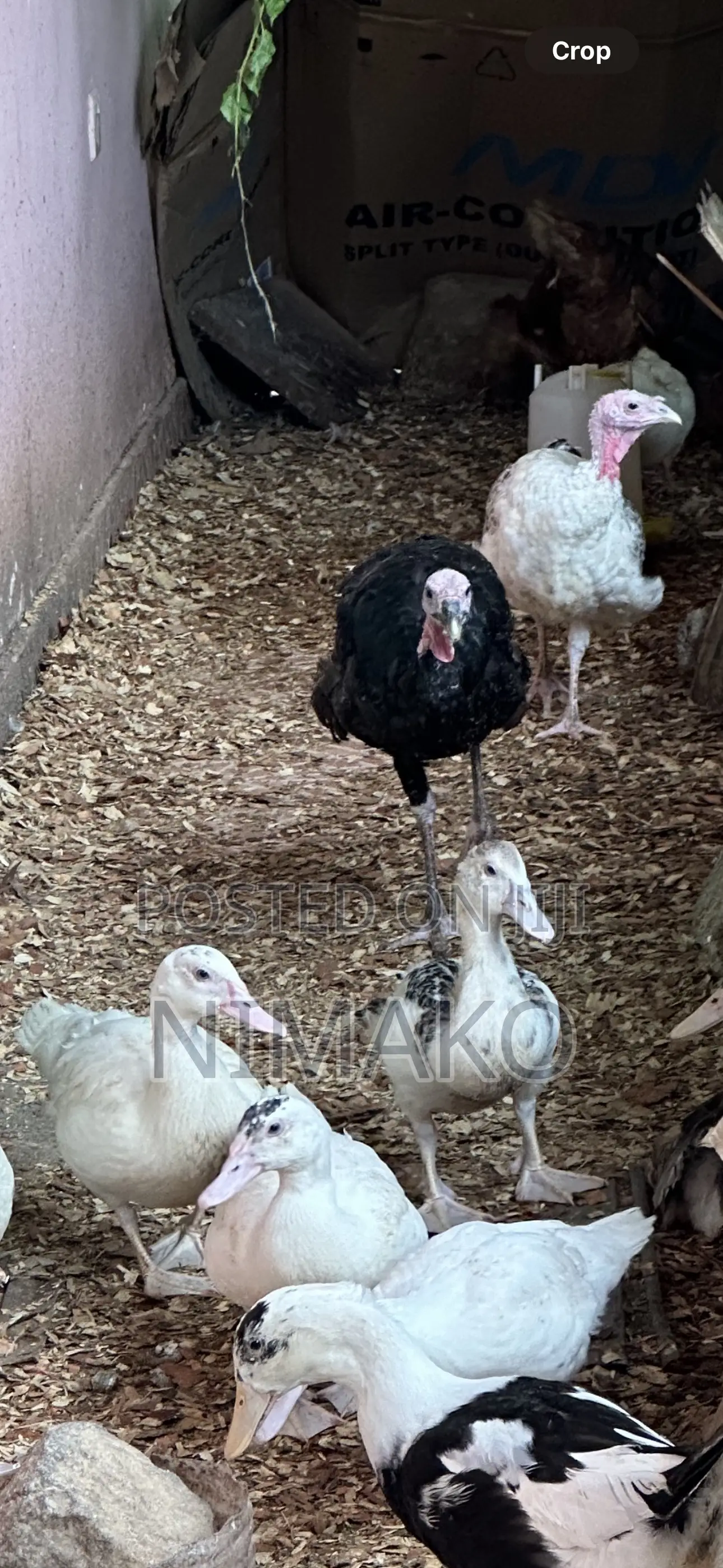 Mature Ducks for Sale