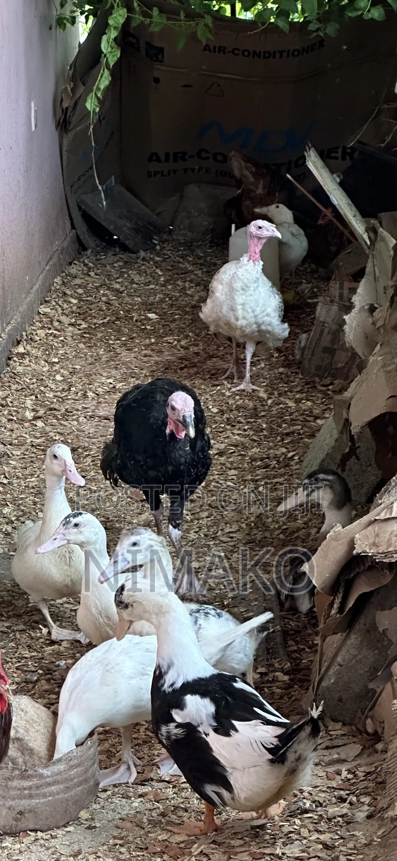 Mature Ducks for Sale