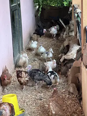 Mature Ducks for Sale