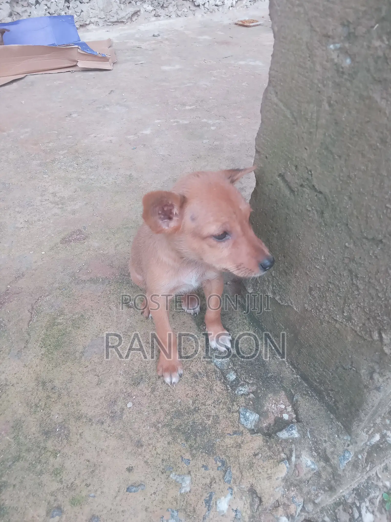 3-6 months Male Mixed Breed Mongrel (No Breed)