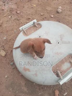 3-6 months Male Mixed Breed Mongrel (No Breed)