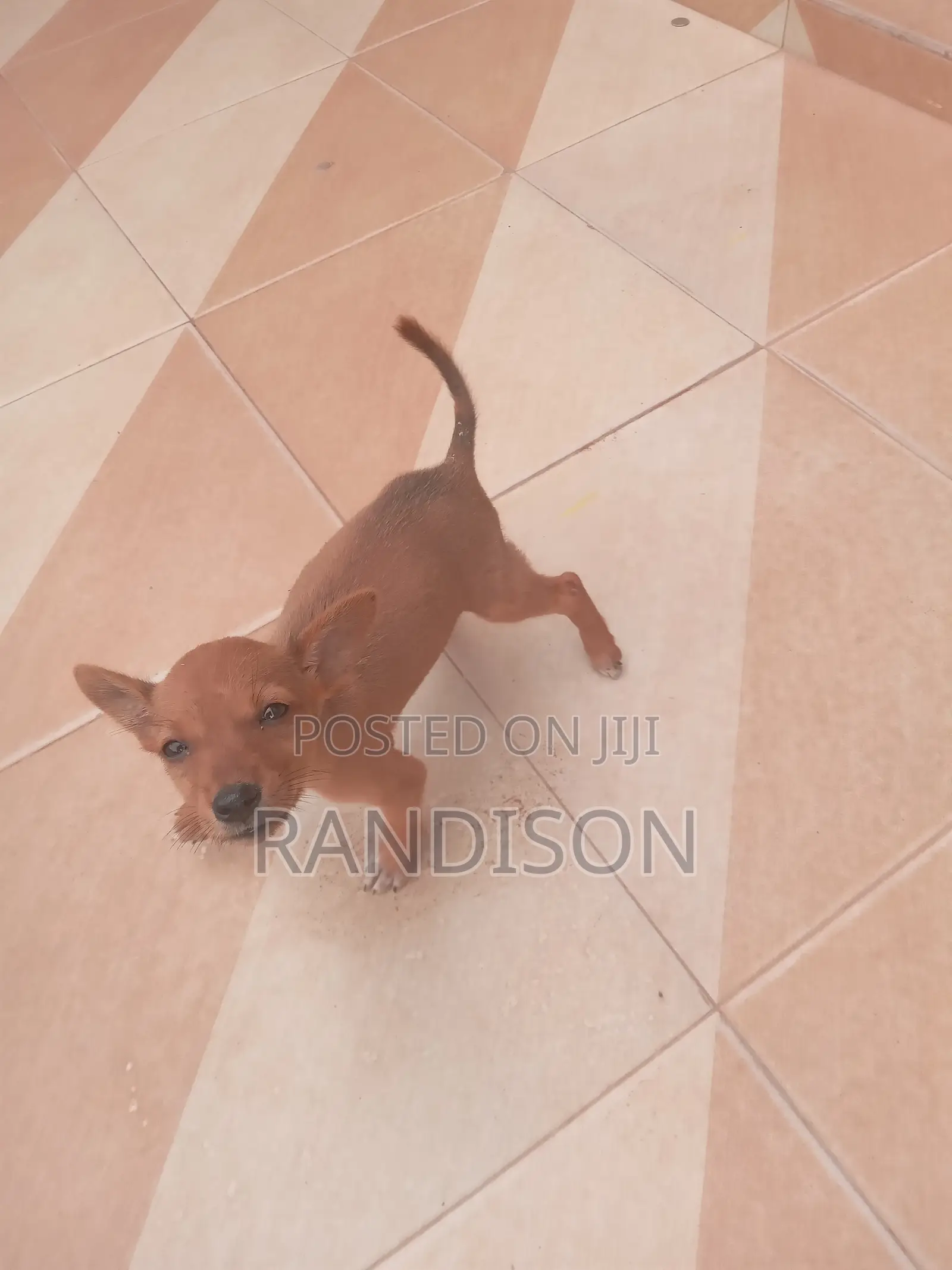 3-6 months Male Mixed Breed Mongrel (No Breed)