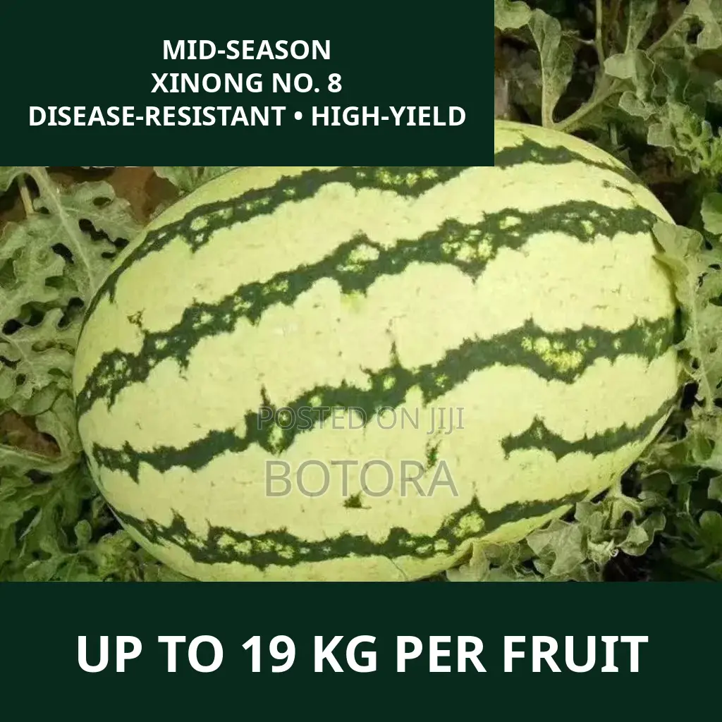 Watermelon Seeds – Extra-Large, High-Yield, Super-Sweet