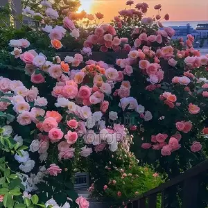 Climbing Rose Seeds for Planting – Beautiful Flowering Vine for Walls
