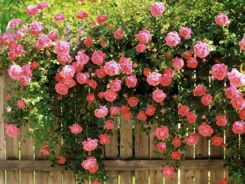 Climbing Rose Seeds for Planting – Beautiful Flowering Vine for Walls