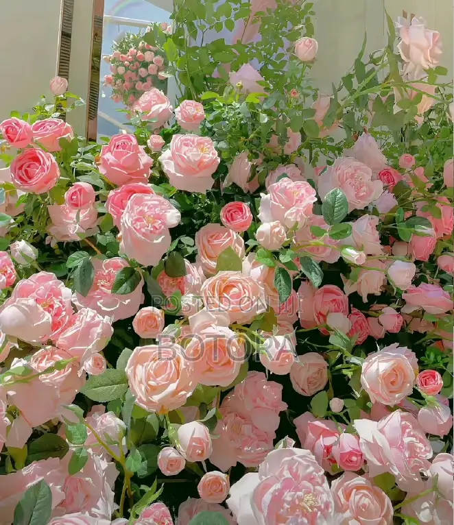 Climbing Rose Seeds for Planting – Beautiful Flowering Vine for Walls