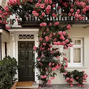 Climbing Rose Seeds for Planting – Beautiful Flowering Vine for Walls