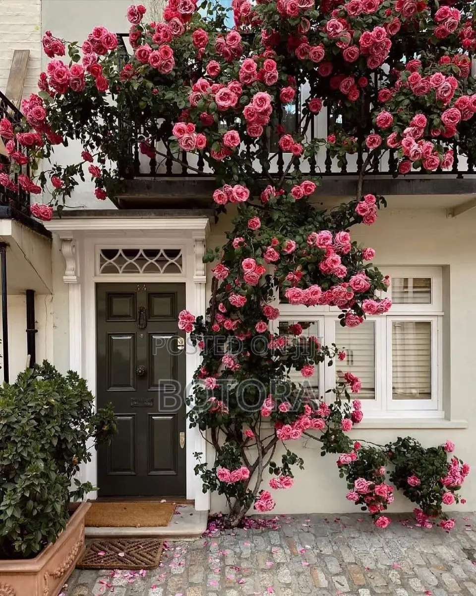 Climbing Rose Seeds for Planting – Beautiful Flowering Vine for Walls