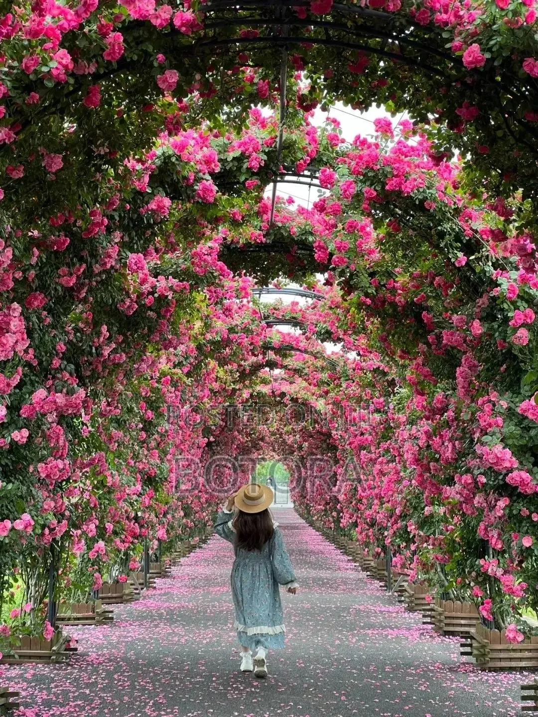 Climbing Rose Seeds for Planting – Beautiful Flowering Vine for Walls