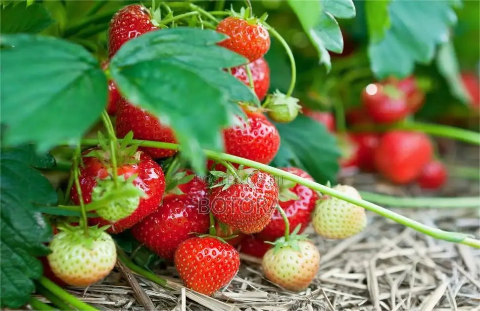 Sweet Strawberry Seeds for Planting – Home Garden, Balcony Pot Grow