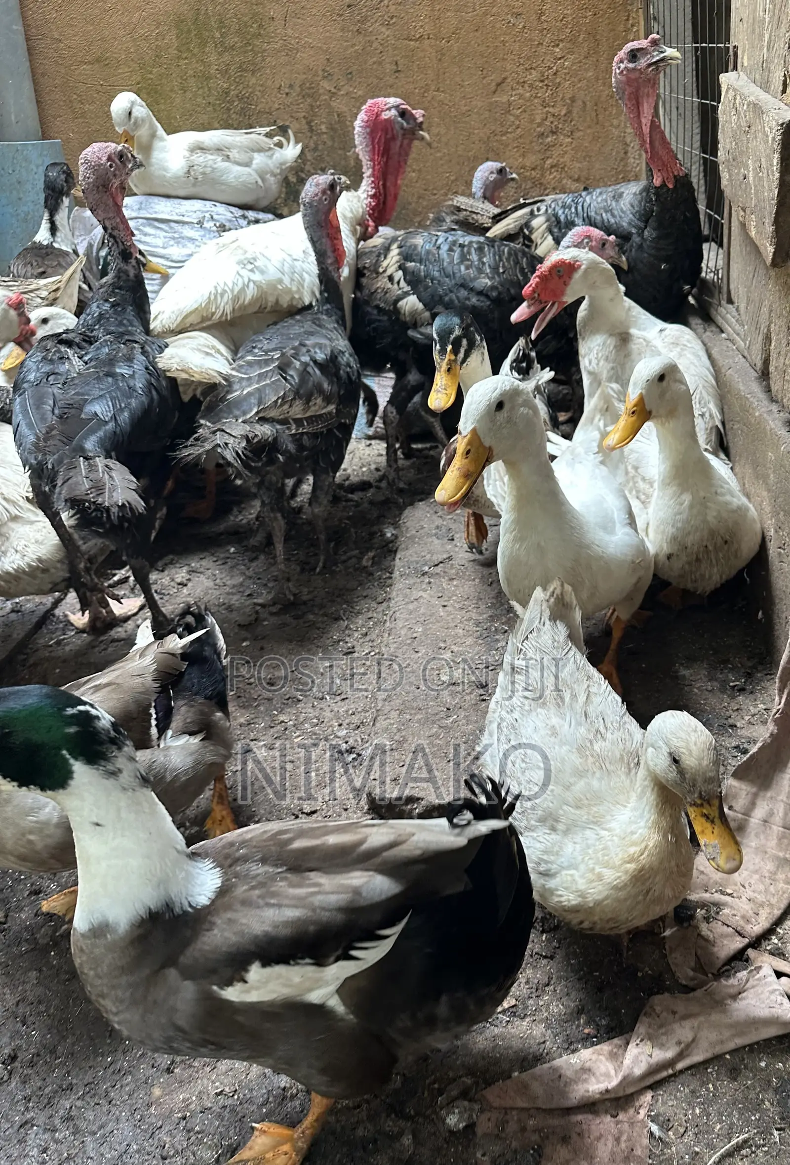 Mature Ducks for Sale
