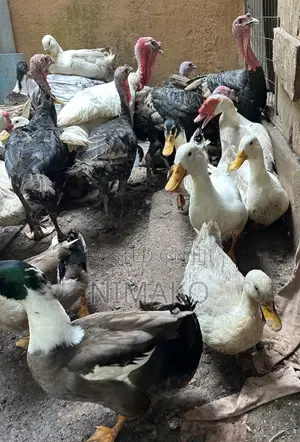 Mature Ducks for Sale