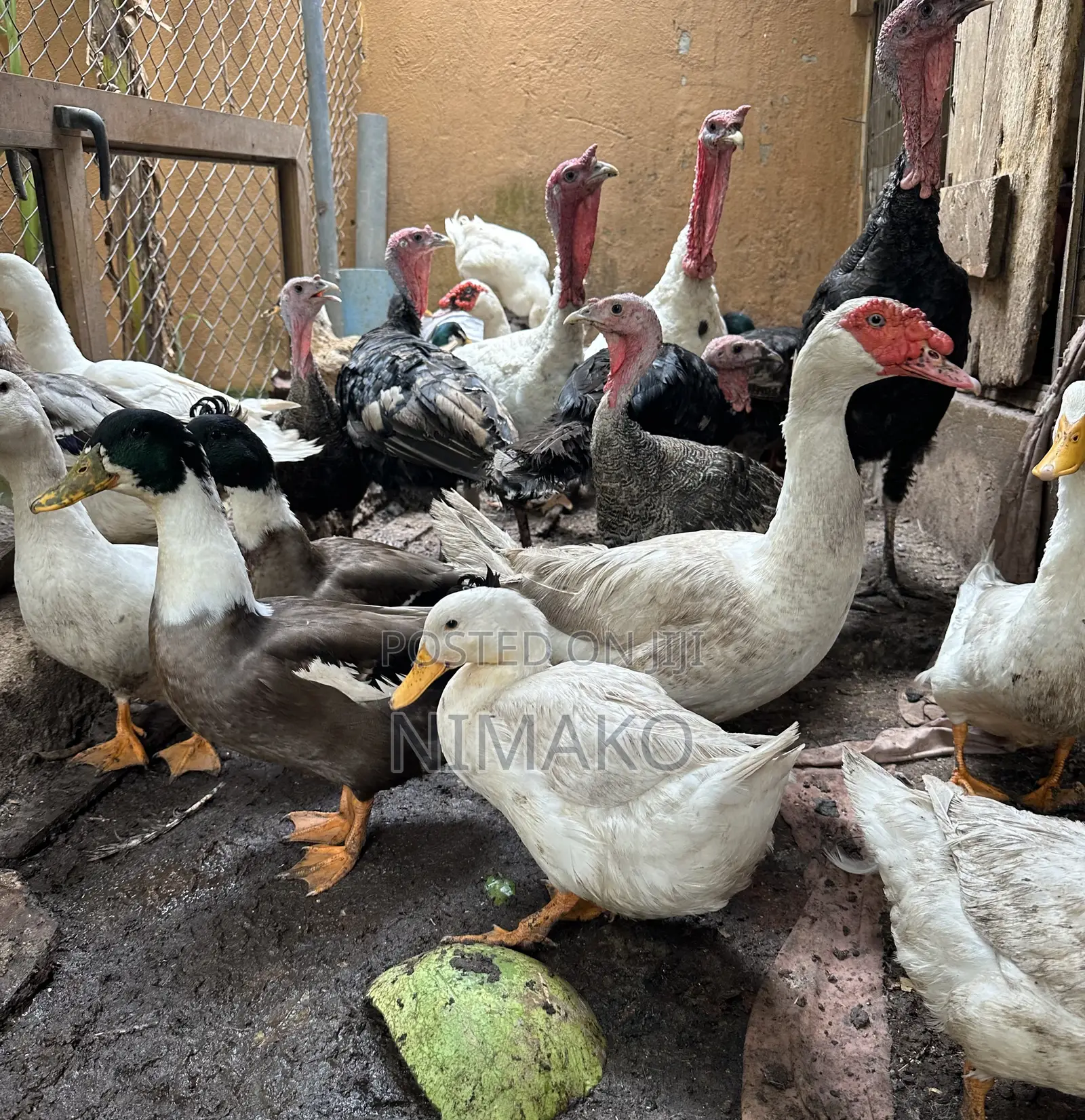Mature Ducks for Sale
