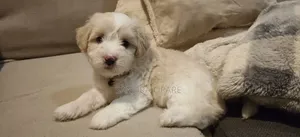 1-3 months Female Mixed Breed Maltipoo
