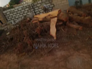 Tree Cutting, Prunning, Chainsaw Work and Gardening Service Service