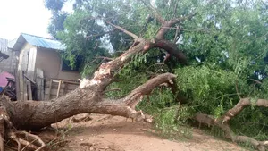 Tree Cutting, Prunning, Chainsaw Work and Gardening Service Service