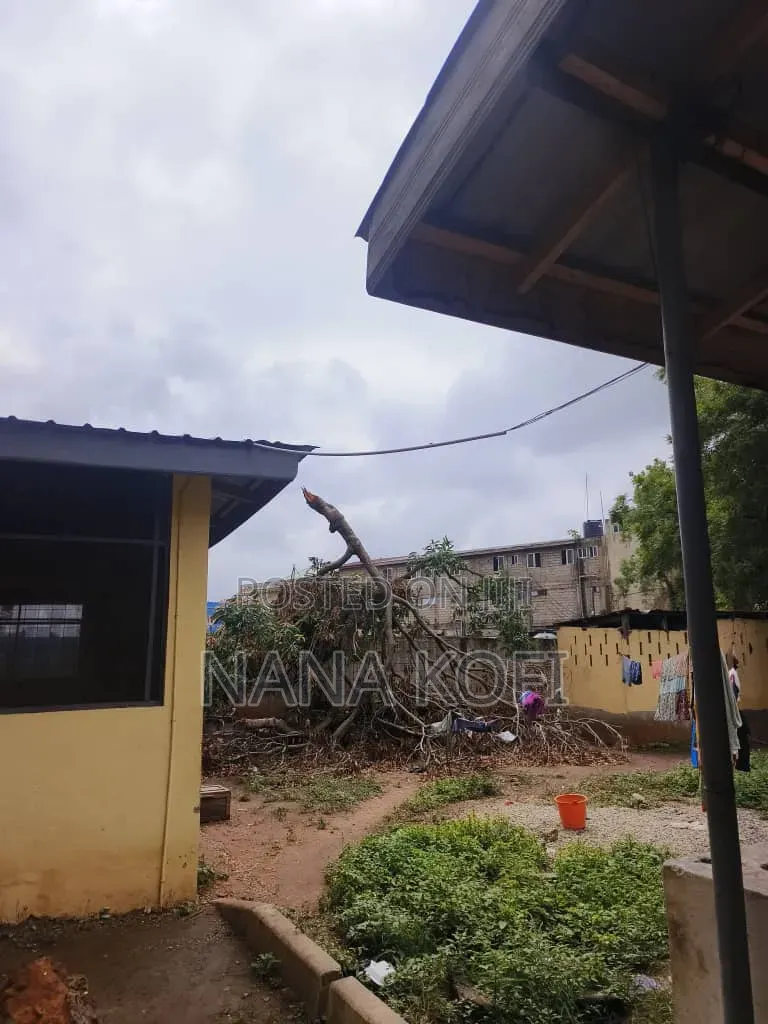 Tree Cutting, Prunning, Chainsaw Work and Gardening Service Service