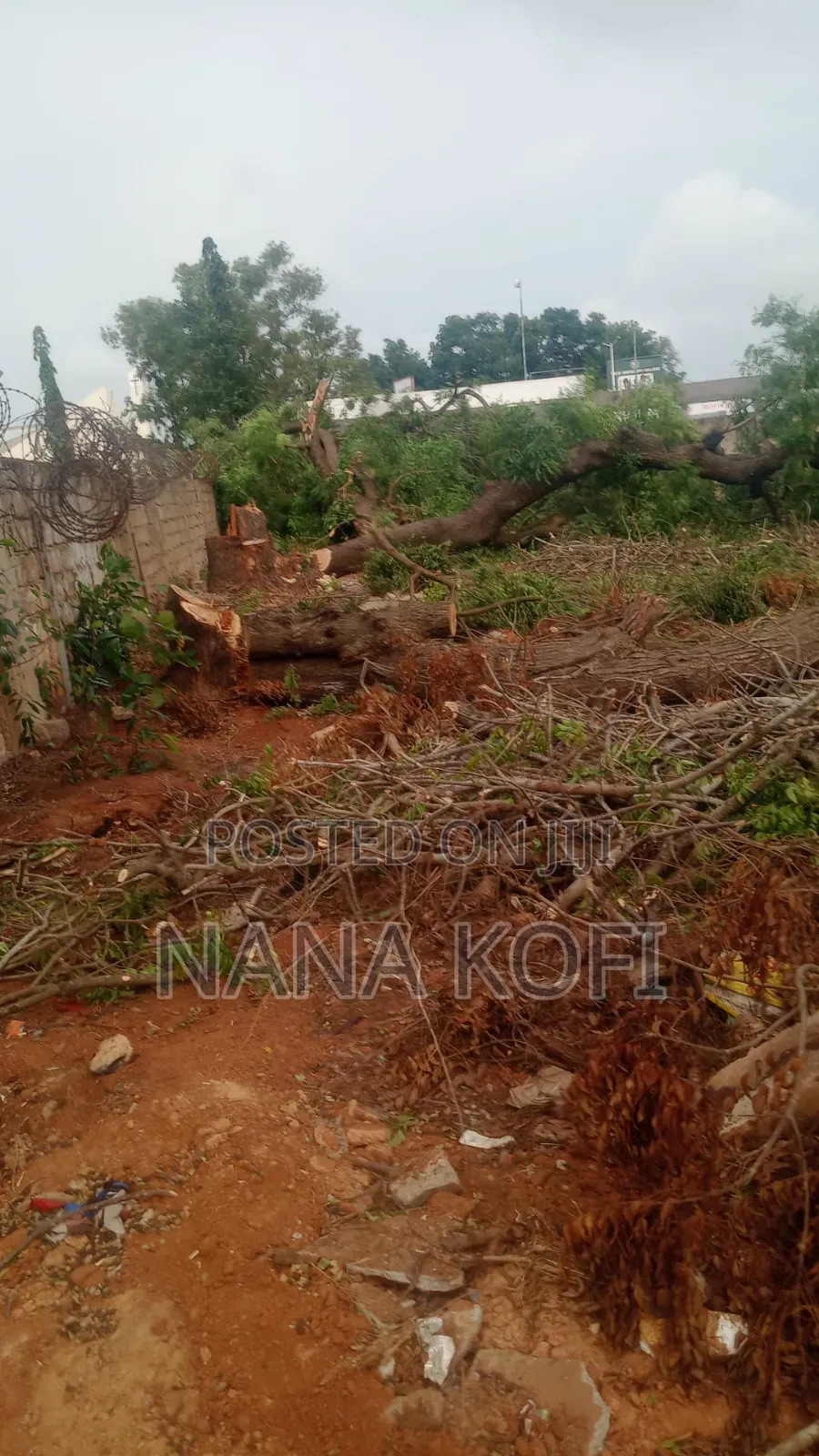 Tree Cutting, Prunning, Chainsaw Work and Gardening Service Service
