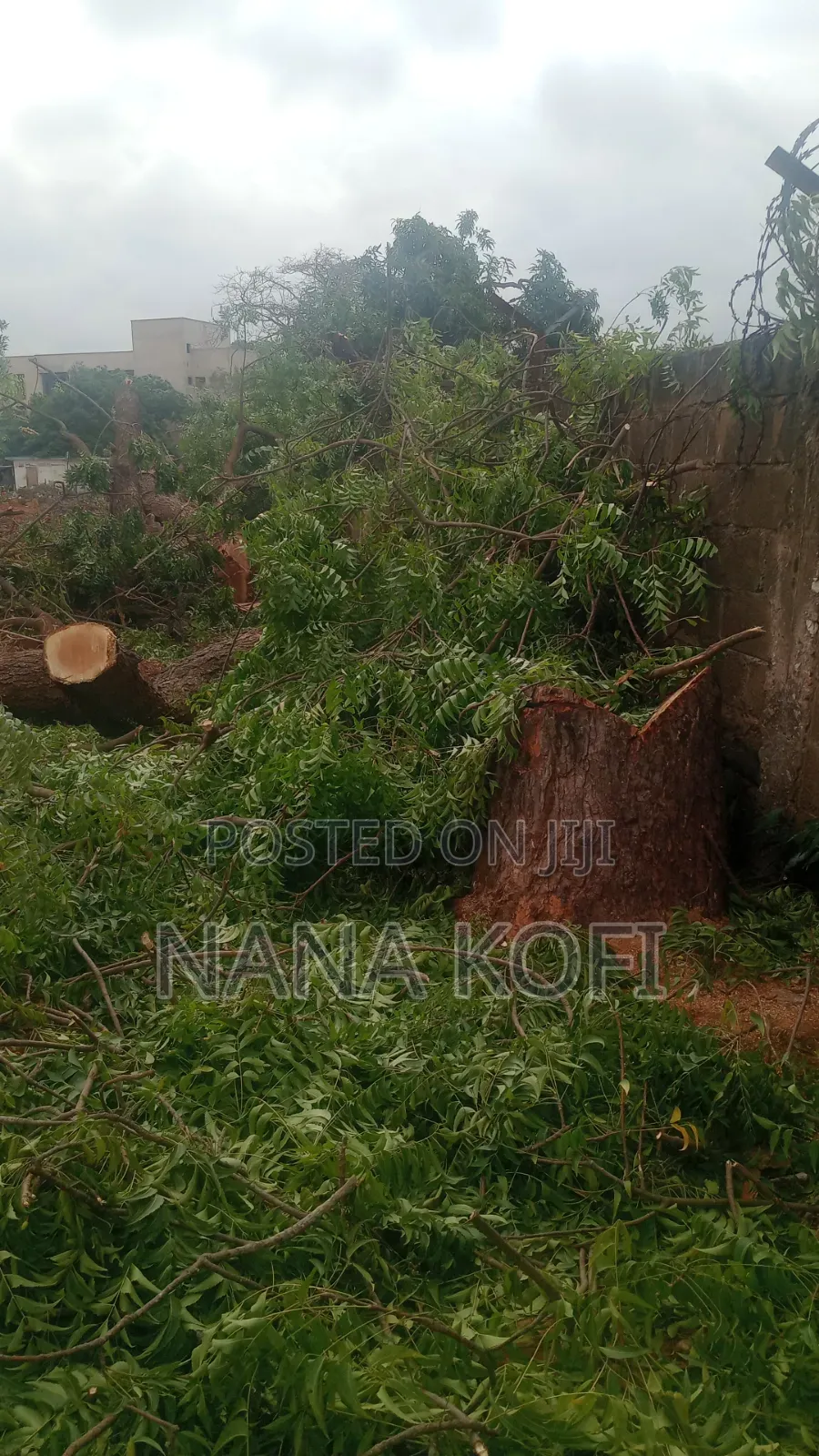 Tree Cutting, Prunning, Chainsaw Work and Gardening Service Service