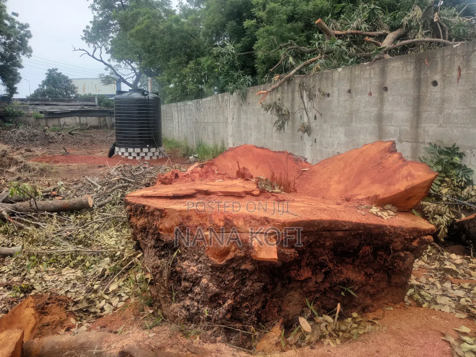 Tree Cutting, Prunning, Chainsaw Work and Gardening Service Service