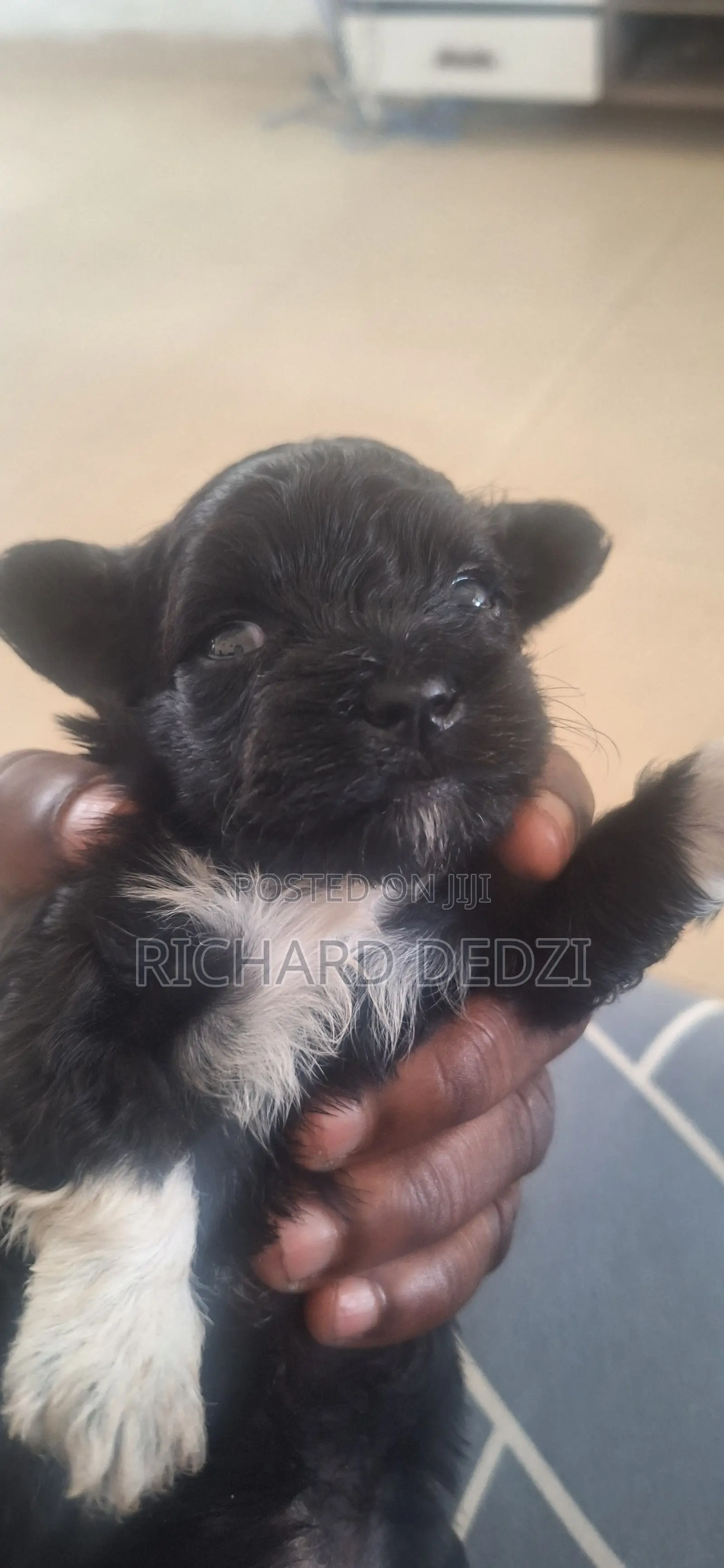 1-3 months Female Mixed Breed Poodle